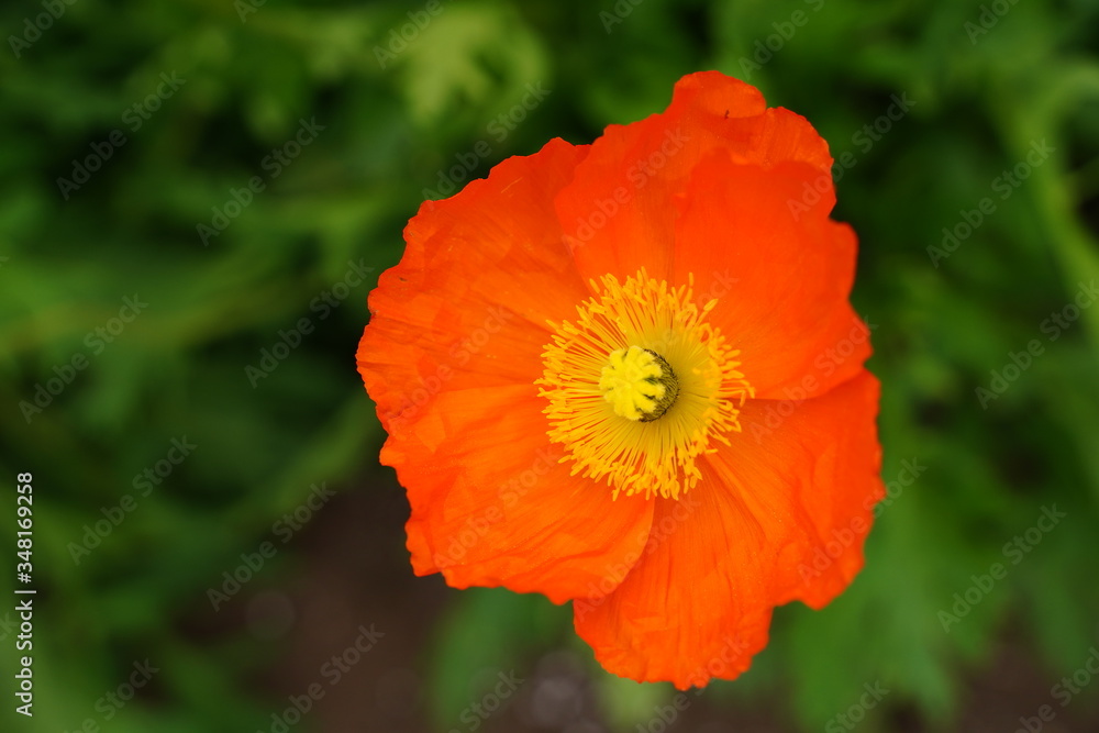 Orange and yellow poppy flowers are blooming at botanical garden in Tokyo Japan. Orange and yellow poppy flowers are blooming at botanical garden in Tokyo Japan.