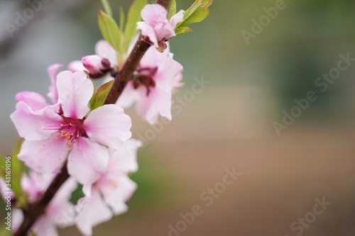 Peach flowers are blooming at botanical garden in Tokyo Japan. Peach flower is native to China.