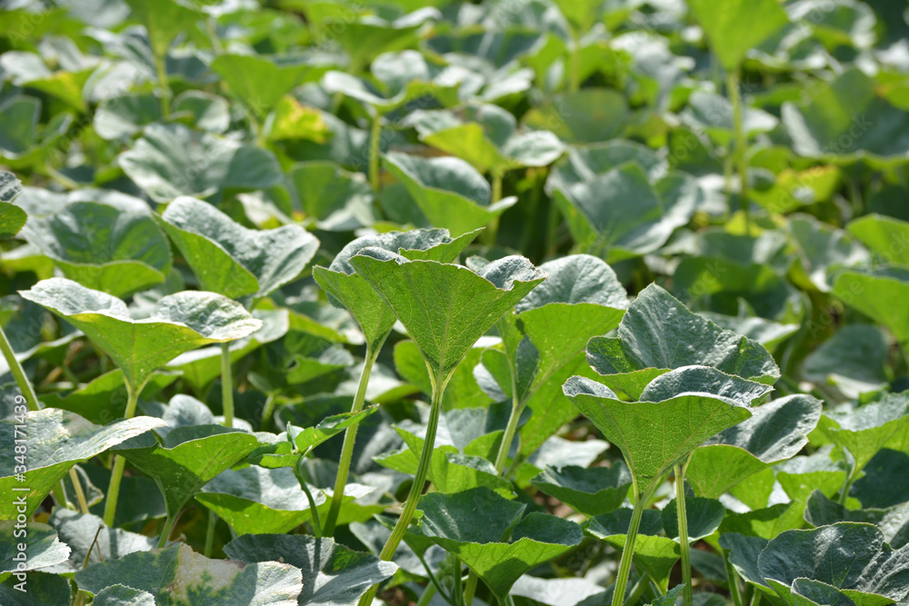 Obraz premium Pumpkin plants in the field. Pumpkin cultivation in India
