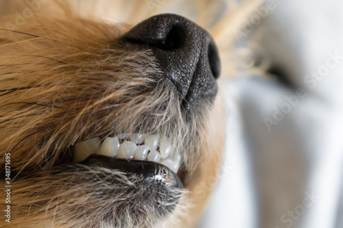 Closeup of the teeth of a yorkshire terrier
