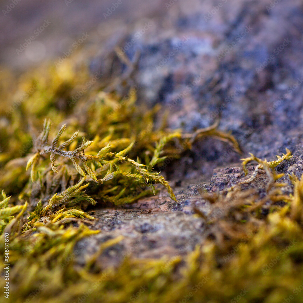 Beautiful green moss on the floor. Macro foto. Texture Closeup. Background of moss and stone for wallpaper. Mossy granite. Northern nature. Autumn-spring. Antarctic plants Beautiful green moss on the floor. Macro foto. Texture Closeup. Background of moss and stone for wallpaper. Mossy granite. Northern nature. Autumn-spring. Antarctic plants