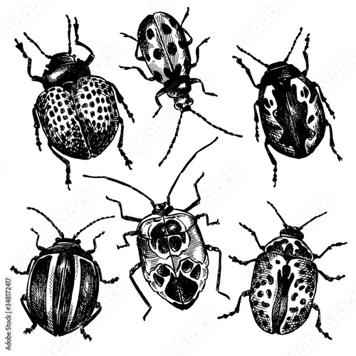 Beetles_ sketched insects_ Vector doodle
 photo