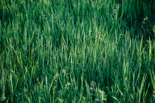 Beautiful and fresh, green grass with dew at dawn