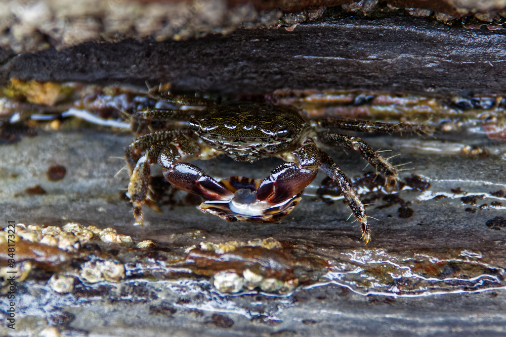 crab on the beach eating a shell 