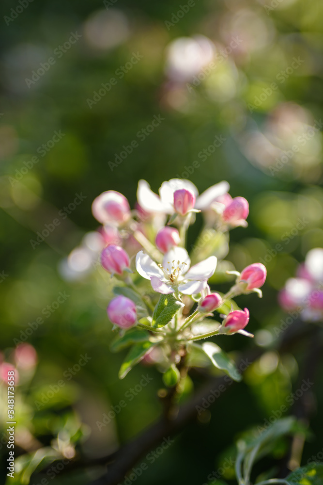apple tree blossoms with green leaves isolated on white background apple tree blossoms with green leaves isolated on white background