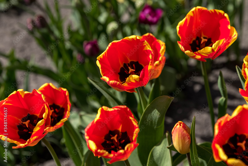 red and yellow tulips