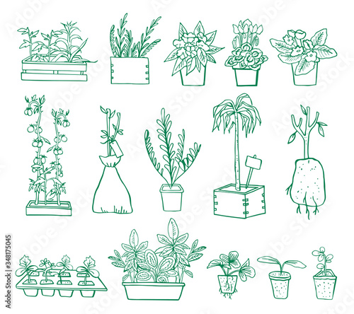Set of different plants and seedings in pots and boxes. Hand drawn outline vector sketch illustration