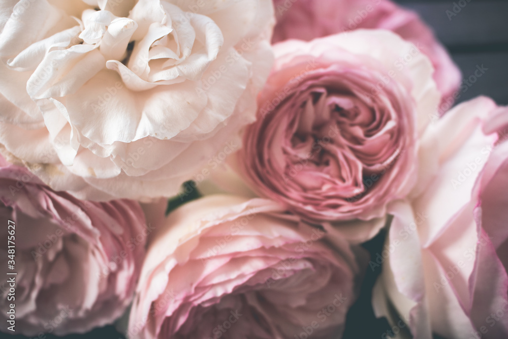 Close up of pink roses in soft light Close up of pink roses in soft light