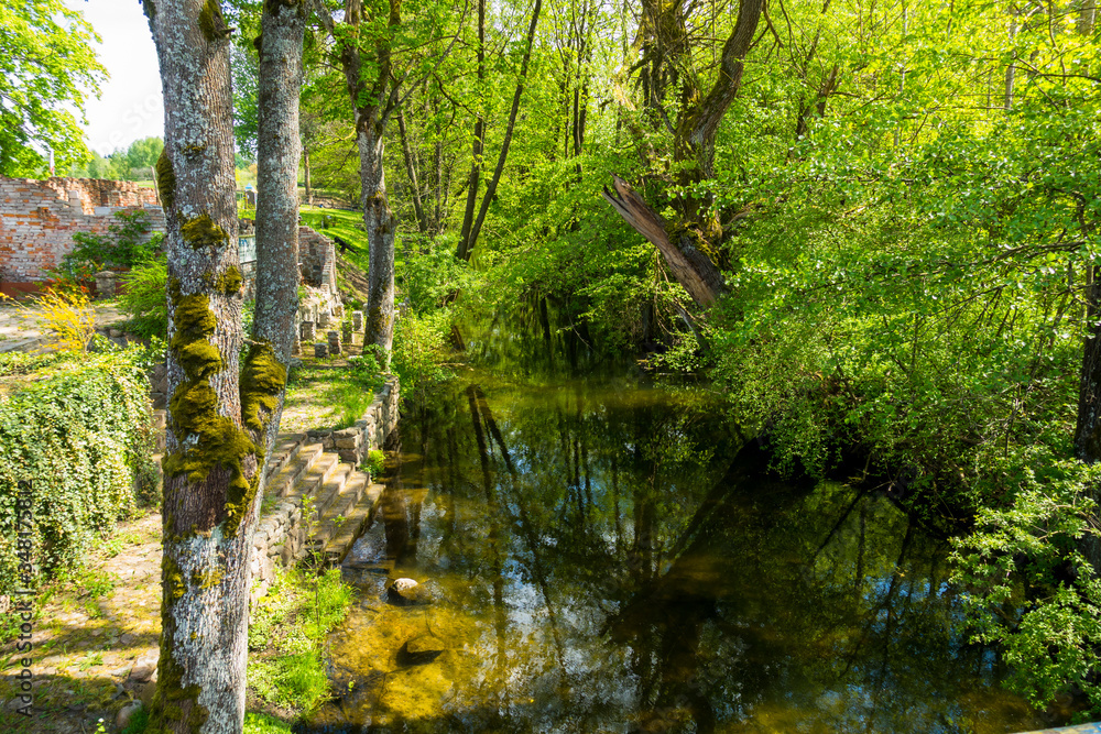 Rzeka drzewa las