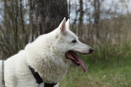 White West Siberian husky Laika dog in a collar and harness sits in the forest in the park. Dog with a long pink tongue