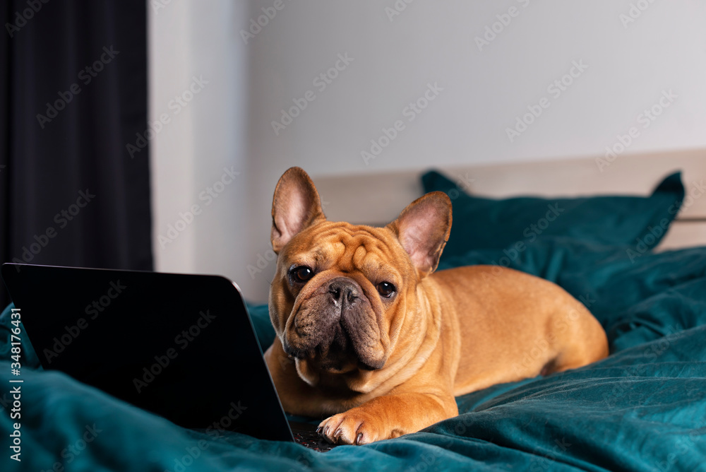 French bulldog dog working in bed at a laptop during quarantine