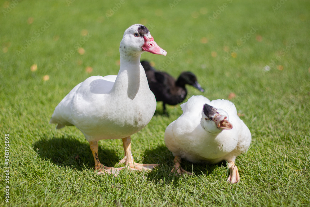 Two beautiful white ducks are sitting on the green grass in a sunny day Two beautiful white ducks are sitting on the green grass in a sunny day