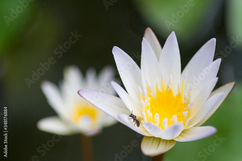 Two Water White Lilies