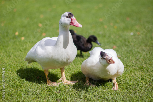 Two beautiful white ducks are sitting on the green grass in a sunny day © Bohdan
