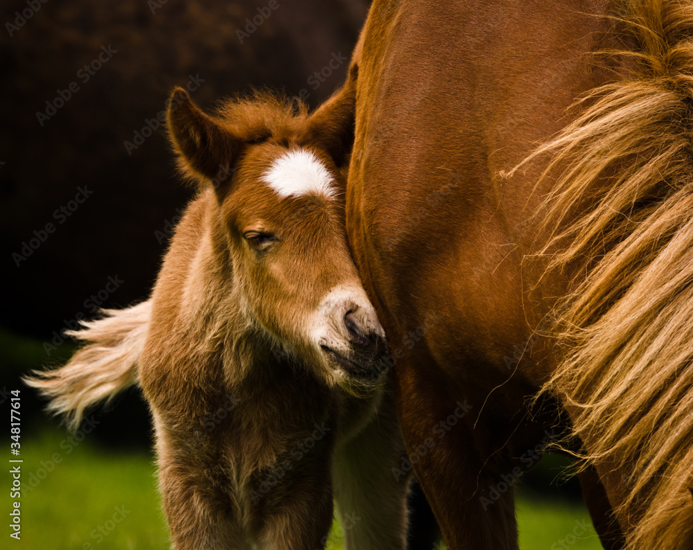 A portrait of a very beautiful small chestnut foal of an Icelandic horse with a white blaze, standing near to it`s mother in the meadow A portrait of a very beautiful small chestnut foal of an Icelandic horse with a white blaze, standing near to it`s mother in the meadow