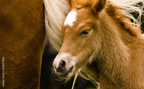 A portrait of a very beautiful small chestnut foal of an Icelandic horse with a white blaze, standing near to it`s mother in the meadow