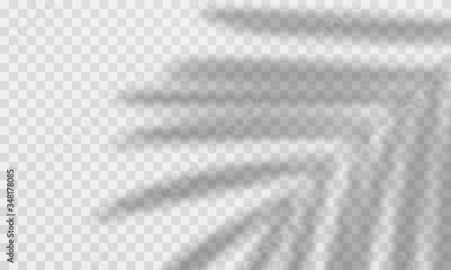 Leaves shadow overlay effect. Vector transparent palm leaves overlay