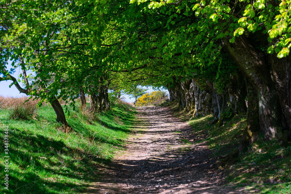 A trail leading through overhanging trees A trail leading through overhanging trees