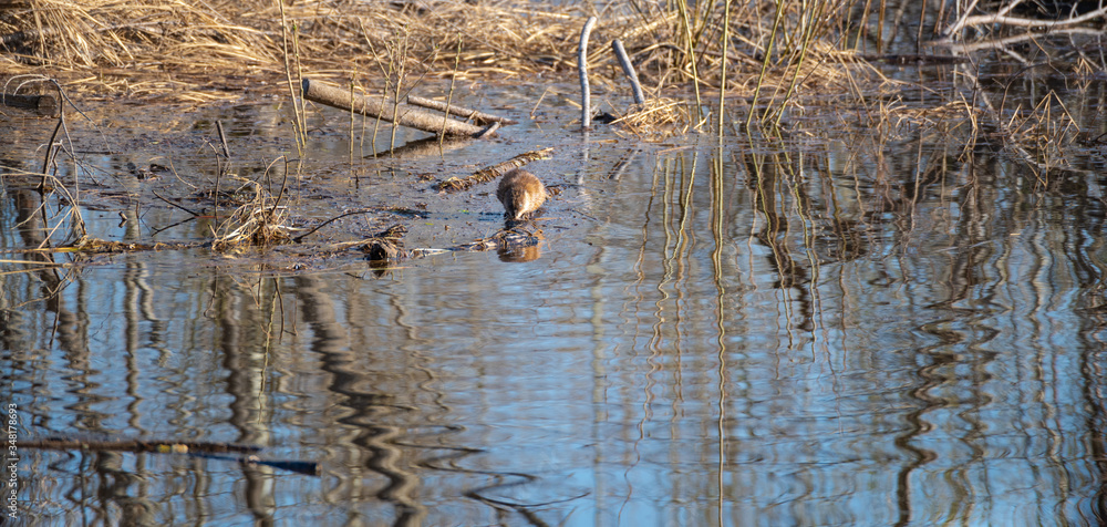 The muskrat crawled out of the water onto a flooded tree trunk and washes its face. The muskrat crawled out of the water onto a flooded tree trunk and washes its face.