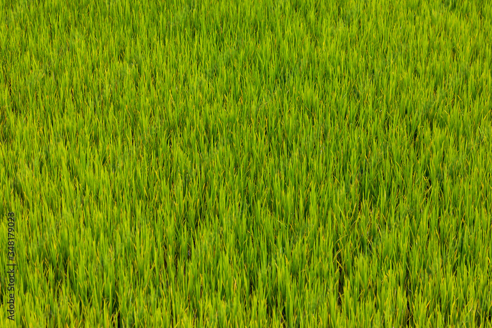 green rice field in vietnam green rice field in vietnam