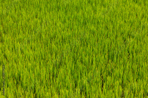 green rice field in vietnam