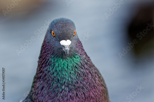 A feral pigeon, Livia domestica, close up.