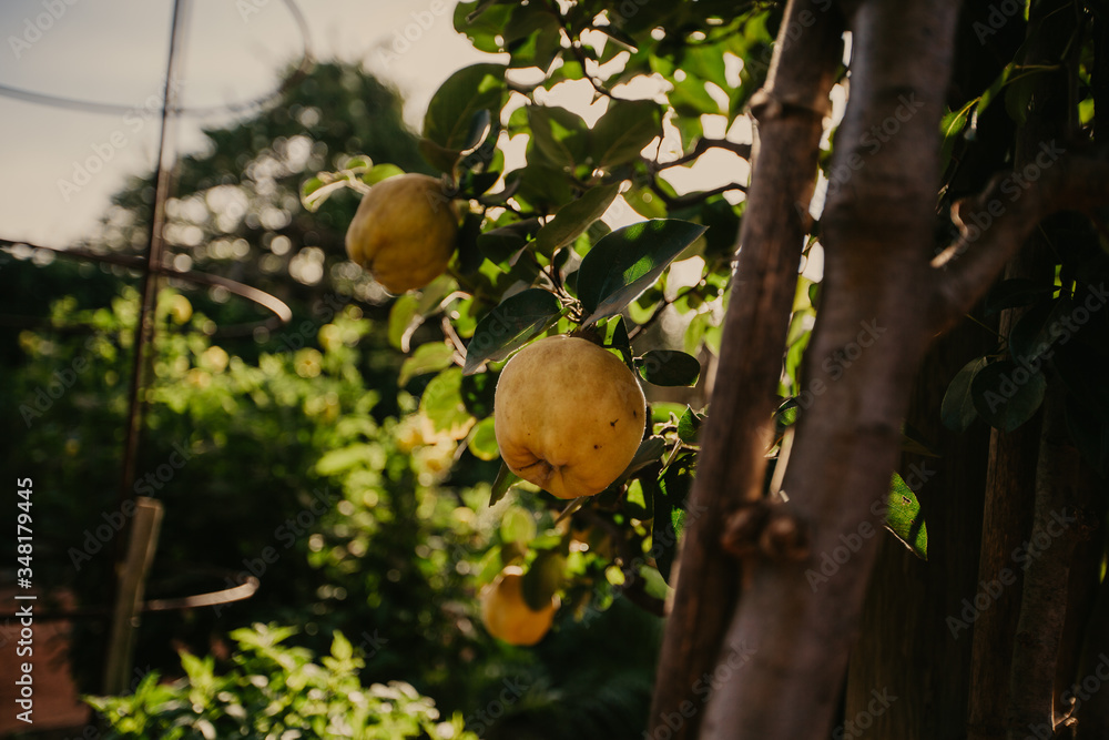 Beautiful ripe fruit ready to be picked as the sun sets on a small organic farm. Beautiful ripe fruit ready to be picked as the sun sets on a small organic farm.
