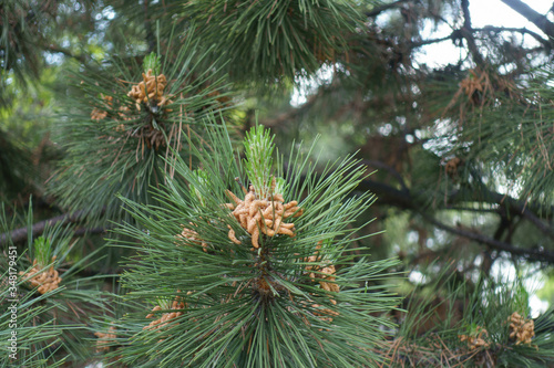 Shoot of Pinus sylvestris with pollen cone in spring