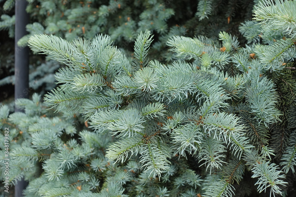 Fresh foliage on branches of Picea pungens in spring