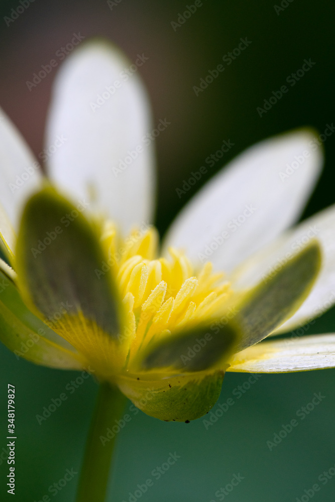 Fototapeta premium close up of a flower