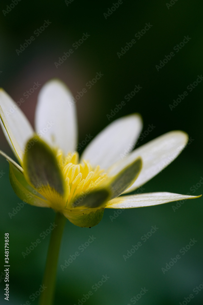 Fototapeta premium white flower on green background
