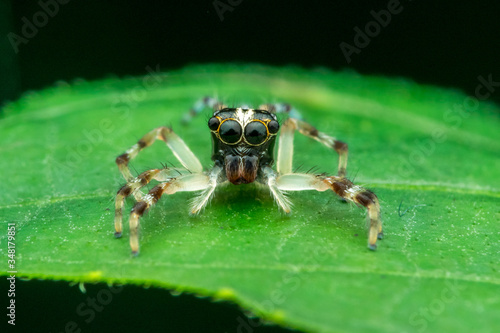 jumping spider - nature marco photography