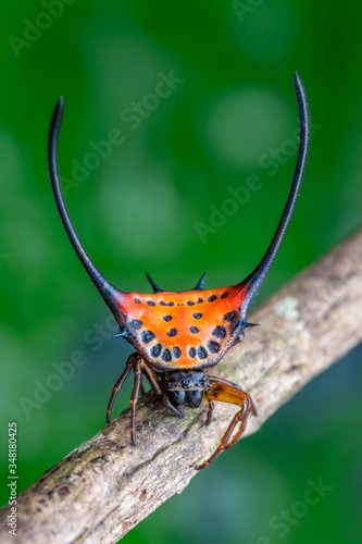 Gasteracantha arcuata - Spiny Orb Weaver ( Long Horn Spider)