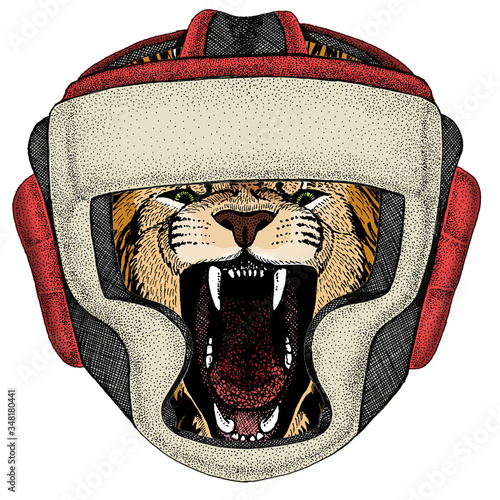 Lion. Wild animal portrait. Face of african cat. Boxing helmet.