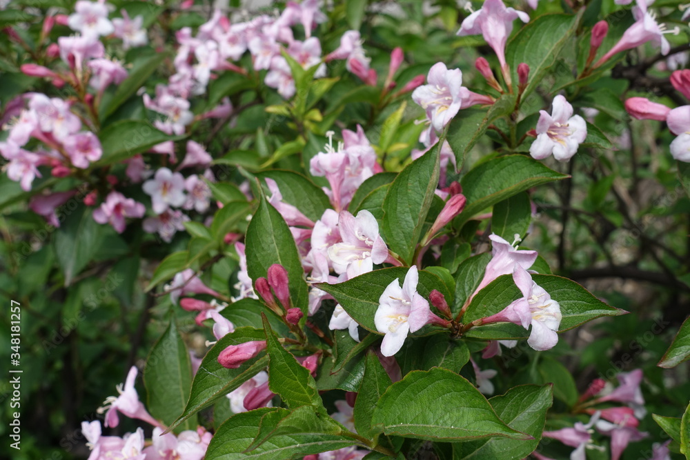 Beginning of florescence of Weigela florida in mid May Beginning of florescence of Weigela florida in mid May