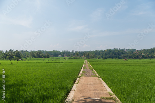 Chemin entre des champs de riz