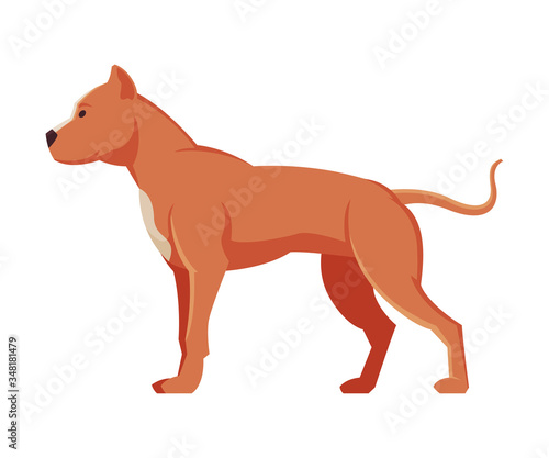 American Bandog Purebred Dog  Pet Animal  Side View Vector Illustration