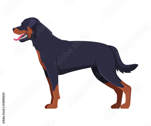 Rottweiler Purebred Dog, Pet Animal, Side View Vector Illustration