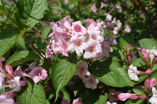 Bunch of pink flowers of Weigela florida in mid May
