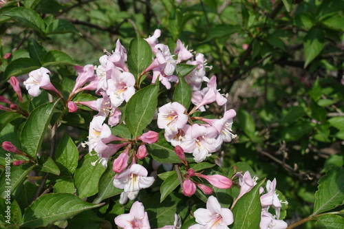 Buds and pink flowers of Weigela florida in May
