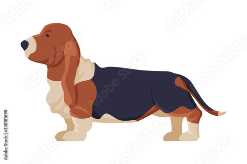 Basset Hound Purebred Dog, Pet Animal, Side View Vector Illustration