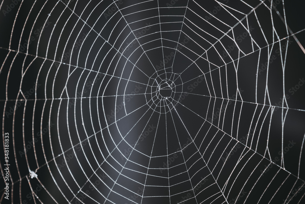 spider's web on a black background. 