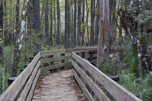 A wooden walkway next to a forest