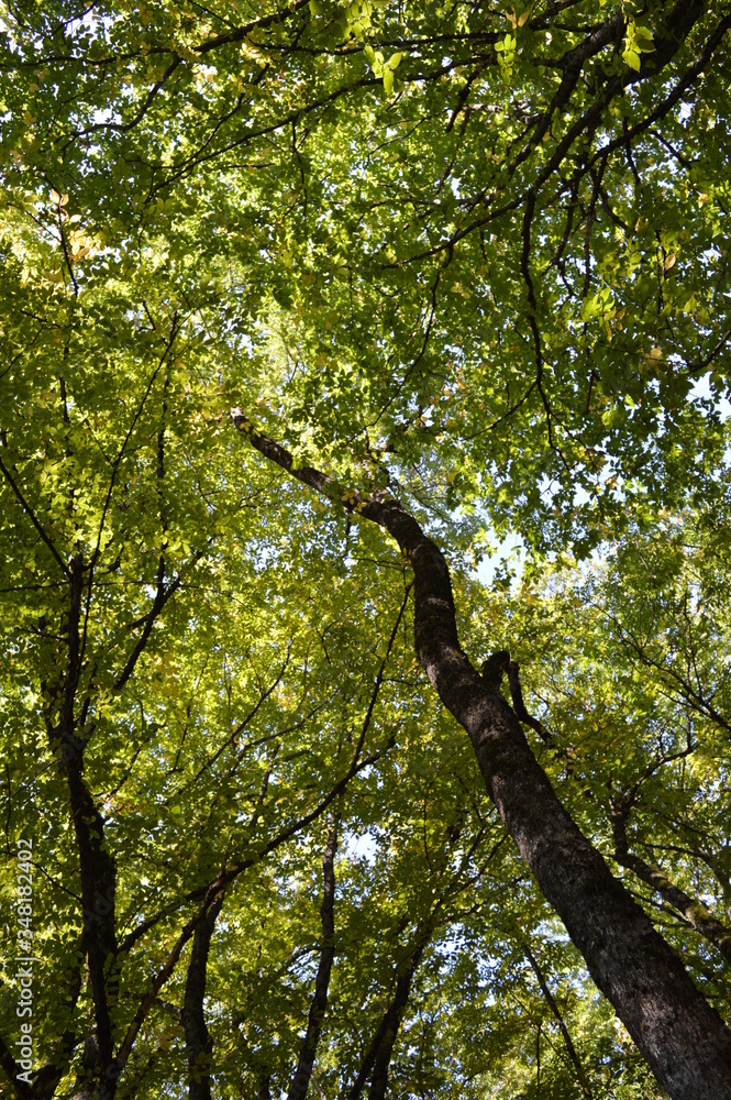 Fototapeta premium trees in the forest