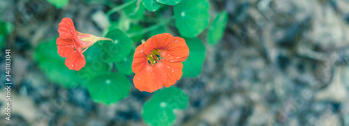 Panoramic blooming red-orange nasturtium or nasturtian flowers on garden bed near Dallas, Texas, USA photo