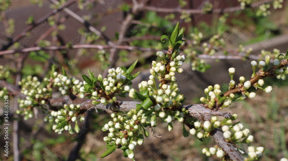 unblown flower buds on apple tree branches in a spring garden unblown flower buds on apple tree branches in a spring garden