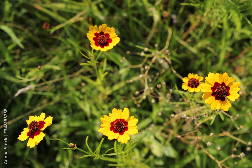 Wildflowers Wildflowers