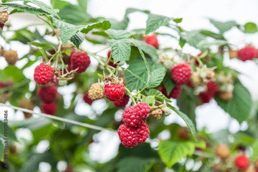 Growing red and green raspberries in a greenhouse Growing red and green raspberries in a greenhouse