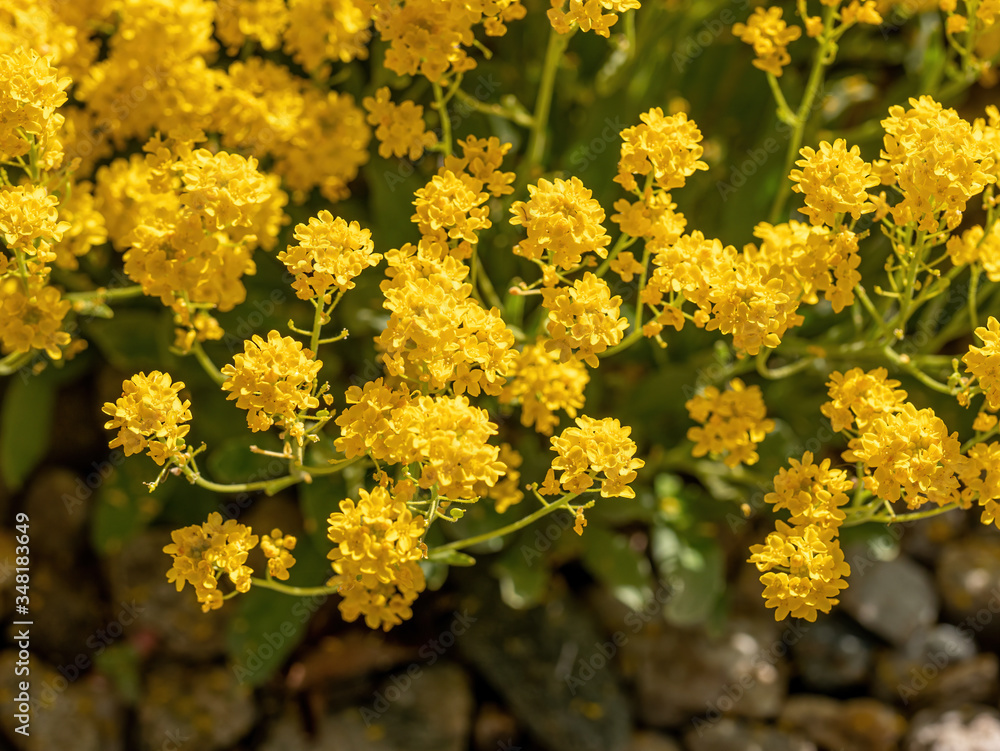 Close up of Goldentuft alyssum flower (Alyssum saxatile) Close up of Goldentuft alyssum flower (Alyssum saxatile)