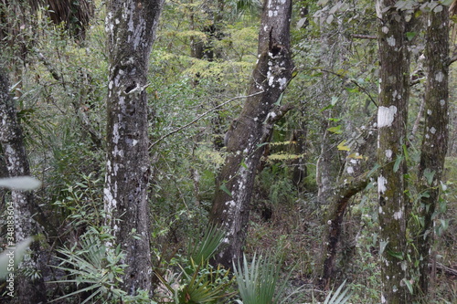 A tree in a forestundefined